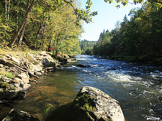 Schöner Bach mit grünen Bäumen auf der linken und rechten Seite und einem Stein mittig am Fluss.